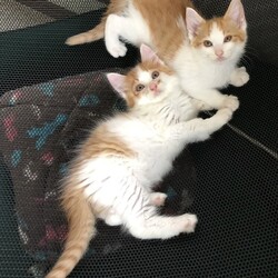 待ちねこ譲渡会　子猫３０匹参加します！