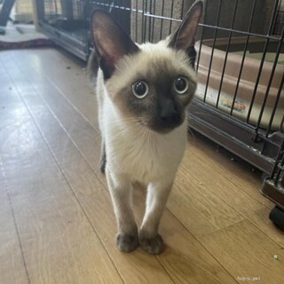 なでなで大好きシャム キティーちゃん