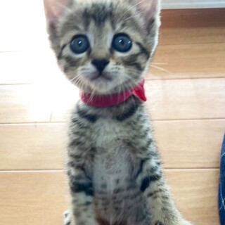 クリクリおめめ☆ふわモフなやんちゃ娘！