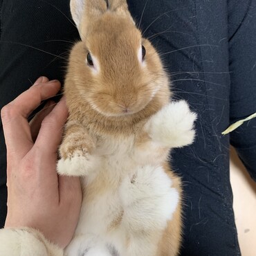 我が家の癒し