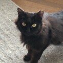 （里親様決定）黒猫長毛さん 梅雨ちゃん