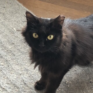 （里親様決定）黒猫長毛さん 梅雨ちゃん