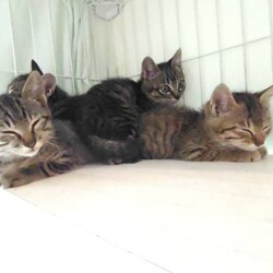 「子猫4匹 キジトラ姉妹 6月に保護！→続き①」サムネイル2