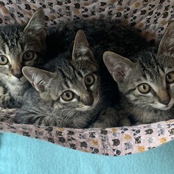 「子猫4匹 キジトラ姉妹 6月に保護！→続き①」サムネイル3