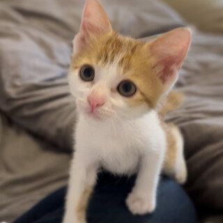 2ヶ月3兄弟元気いっぱい男の子