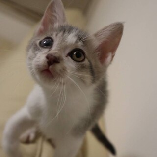 人馴れ抜群おっとり★パウ君