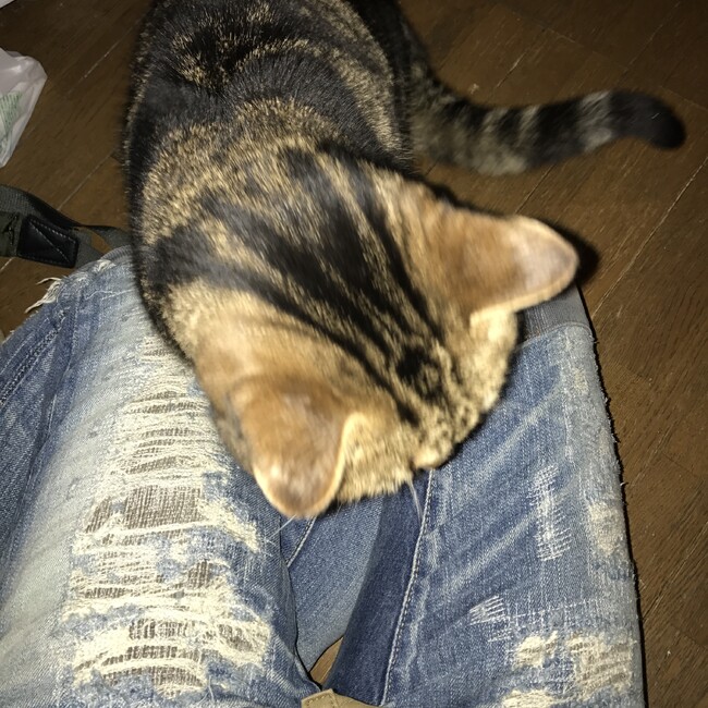 ナオペコのカバー写真