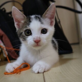 人馴れ抜群★ロール君