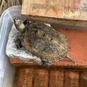 イシガメの飼育経験がある方里親になってください！