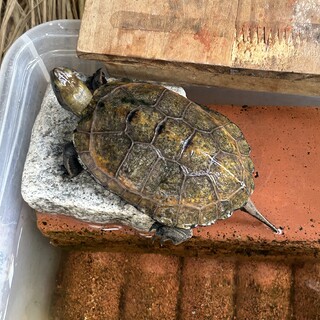 イシガメの飼育経験がある方里親になってください！