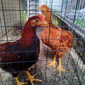 可愛いニワトリ２羽（土佐ジローの親戚）