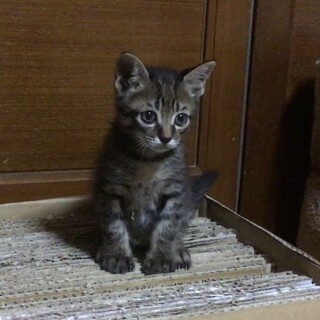 終生飼える方求む