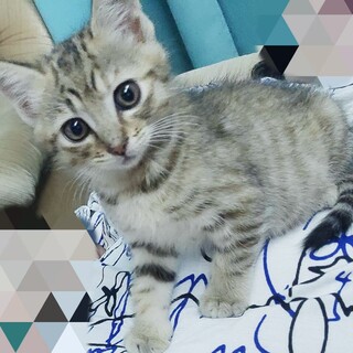 ☆生後2ヶ月の甘えん坊☆ことチャン♀