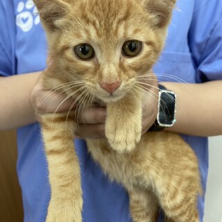 クリクリおメメの茶トラ子猫　ハウル君