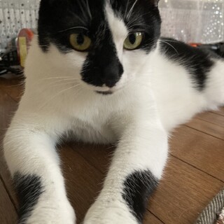 急募！2匹の猫ちゃん