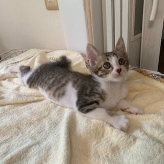 人懐こいきじ白 シーサー君去勢済み