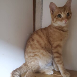 募集一時停止します。