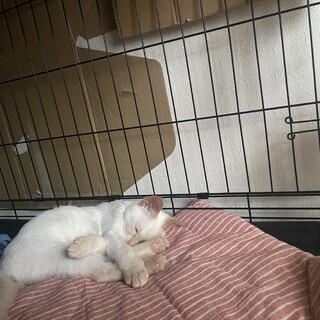 笹かま猫の男の子の里親募集