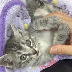 にゃんスペースとあ　ねこのお見合い会