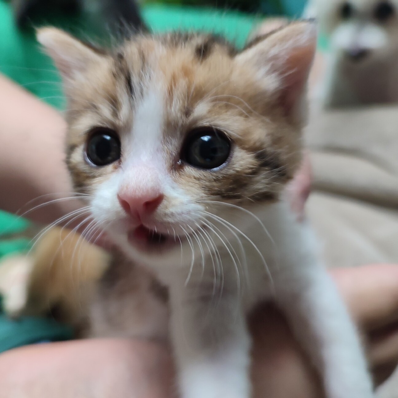ちびねこ　0831 招き猫モンチッチ ホワイト S IPM-78-Z | ぬいぐるみ | 【公式