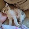 激カワ天使♡ちび猫『すずちゃん』三毛♀ サムネイル2