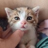 激カワ天使♡ちび猫『すずちゃん』三毛♀ サムネイル3