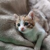激カワ天使♡ちび猫『すずちゃん』三毛♀ サムネイル4
