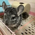 チンチラ グレー 5歳の男の子