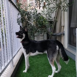 「ベランダをモウモ用に」サムネイル2