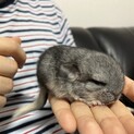 チンチラベビー※現在応募されている方の中で決定予定