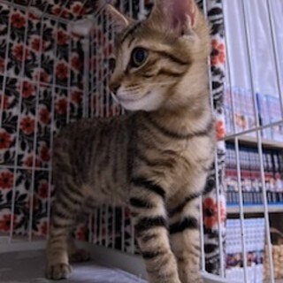 ベリーキュートなキジトラ仔猫のすず！