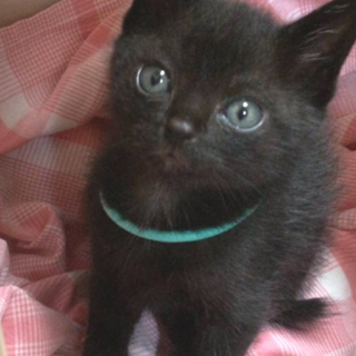 愛らしい　なれなれのコカ&コーラちゃん