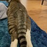 かわかわかわわ