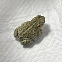 エジプトミドリヒキガエル