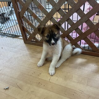 保護犬を迎えませんか？♀
