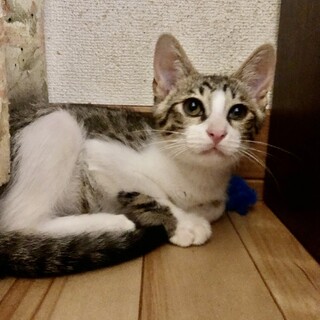 ありがとうございました★穏やか可愛いワカくん
