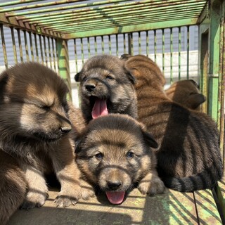 保護犬を迎えませんか？♀