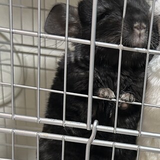 チンチラ 4ヶ月 男の子