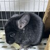 チンチラ 4ヶ月 男の子 サムネイル2