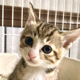 4／28産まれのオス猫です????