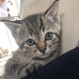 4／28生まれオス猫です。