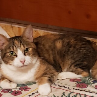 お行儀の良い三毛猫