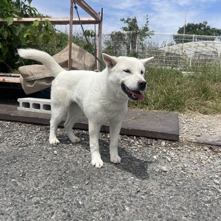 人懐こい紀州犬の女の子