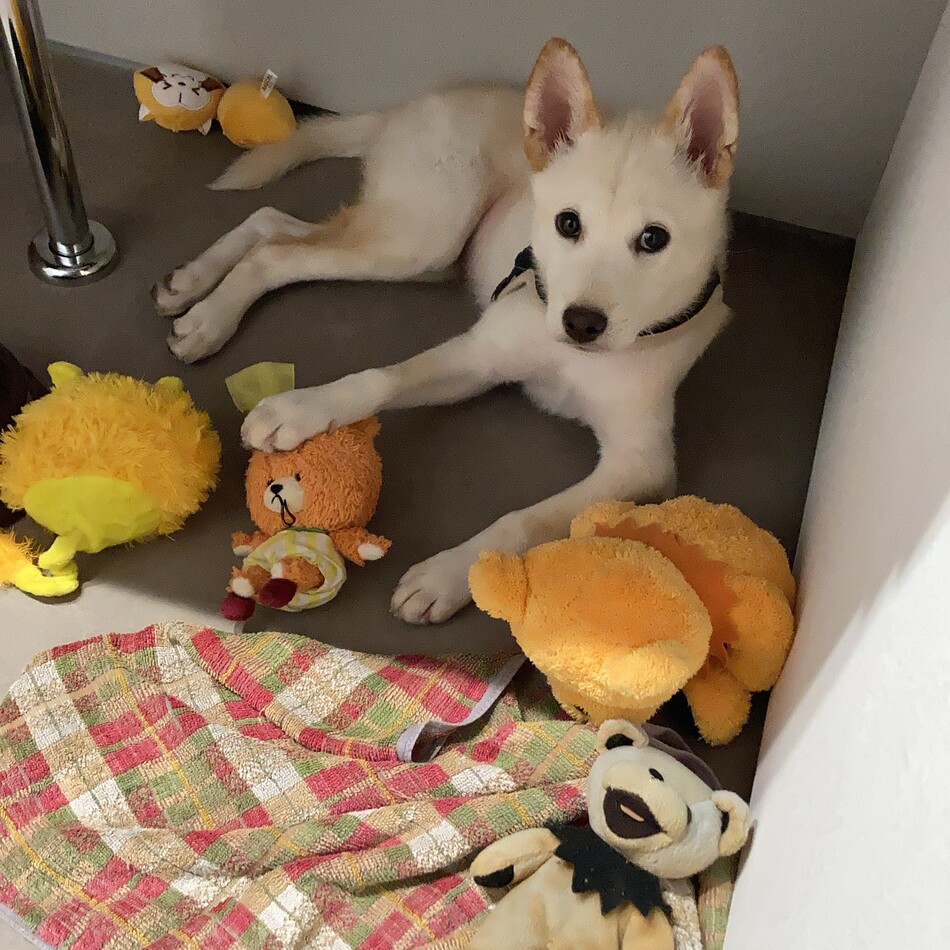 リーガルのカバー写真