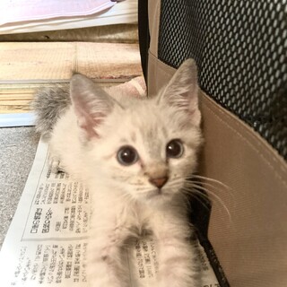 思わずムギュ〜したくなる。かわちぃ白玉くん