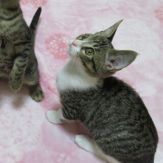 とっても元気な女の子★キャンディちゃん