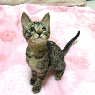 U甘えん坊★ロリちゃん