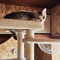 イタチの罠に入っていた美猫の女の子