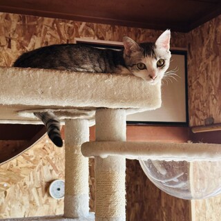 イタチの罠に入っていた美猫の女の子