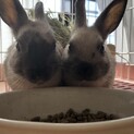 ミニウサギ　2匹